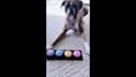 create authentic dog ugc videos for your pet products