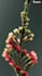 realistic 3d plant animation 3d flower animation 3d cgi animation 3d plant