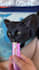 create authentic pet ugc videos for your brand