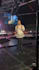 do sign language interpretation for you