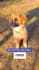film pet and garden ugc with real home and outdoor scenes