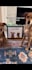 pet ugc video with my yorkiepoo for pet brands and products