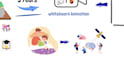 create whiteboard explainer videos