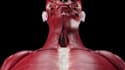 do 3d cgi medical animation for surgery, anatomy, forensic, visualization