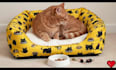 design a seamless pattern for textile, fabric, and packaging