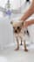 engaging pet ugc videos, dog ugc, cat ugc, viral pet ugc videos