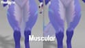 make custom furry vrc model, furry nsfw avatar, 3d anime model, animaze vseeface