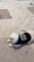 create engaging cat ugc videos for your pet brand