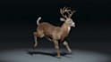 create realistic 3d animal animation creatures models and rigging