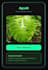 develop ai for plant disease detector with website