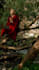 be your meditation guide