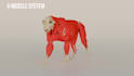 create realistic 3d animal animation, cgi creatures, fur, and character models