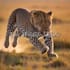 create a personalized kenya tours and travel safari and vacation itinerary