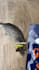 create a ugc video feauturing my cat