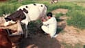 make or wish happy birthday funny video while cow milking