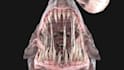 create and animate a scary 3d creature