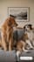 turn your pet into a funny ai talking dog video