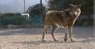 create realistic 3d animal model, 3d animation, vfx compositing, cgi integration