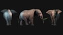 do 3d animal animation, 3d creature animation, 3d character animation