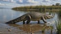 create realistic paleoart dinosaur and prehistoric creature illustrations