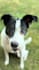 create scroll stopping ugc videos for your pet products