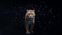 do 3d animation, 3d animal modeling, rigging and kids animation video