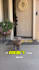 pet ugc video with my yorkiepoo for pet brands and products