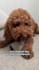create ugc videos for dog or pet brands