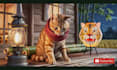 ai dog talk,ai cat video, ai talking dog, funny pet videos, ai talking animal