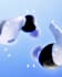 create 3d earbud animation 3d earpod design head phone animation headset design