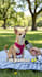 do a talking ai avatar video with lip sync, dog talking, cat funny video