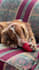 create authentic dog ugc videos for your pet brand