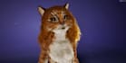 addrig and upload avatar to vrchat or browser,glb,arkit52,code blink,lipsync,tts