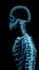 create professional skeleton motion design for animation