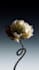 do 3d flower animation 3d plant animation