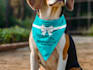 design seamless patterns and custom bandanas for pets