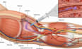 create ai powered medical 3d animation 3d anatomy visualization explainer video