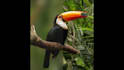 add motion blur effect in photo to make it stand out