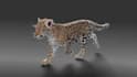 do 3d animal animation, 3d realistic animal model, 3d printing, vfx compositing