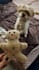 create high quality ugc videos with dogs for your pet brand