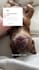 create dog ugc content for your brand