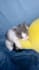 give you funny cats and dogs videos for youtube facebook within 24 hours