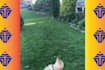 create copyright free monetize viral pet funny video, for youtube