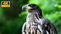 create and upload 4k wildlife, animal videos for youtube channel with SEO