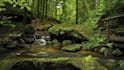 create forest nature sounds,ambience relaxing video