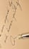 write anything on parchment with beautiful cursive