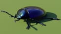 make a hyper realistic animal in blender