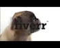make a pug lick your logo or text only