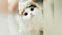 create funny pets and animals videos within 24 hrs