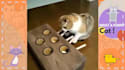 create funny viral cat dog animal pet videos compilation for youtube or facebook